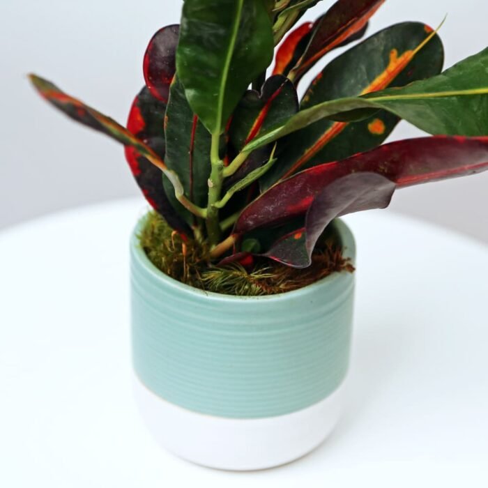 Croton Mammy