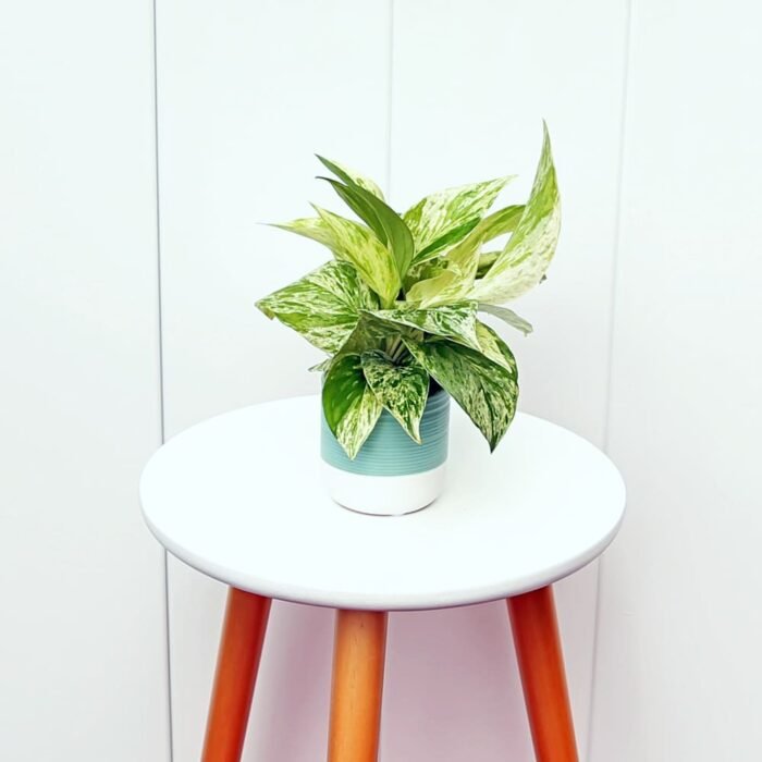 Marble Queen Pothos