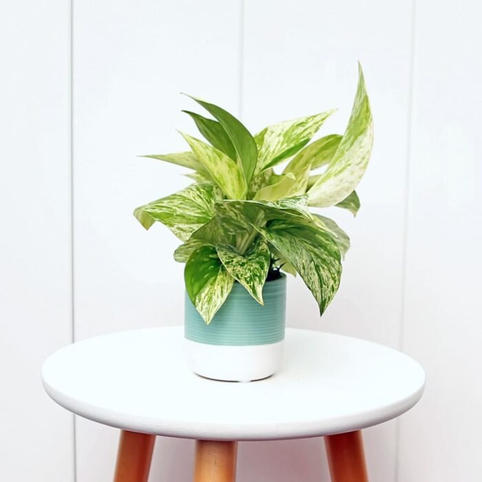 Marble Queen Pothos