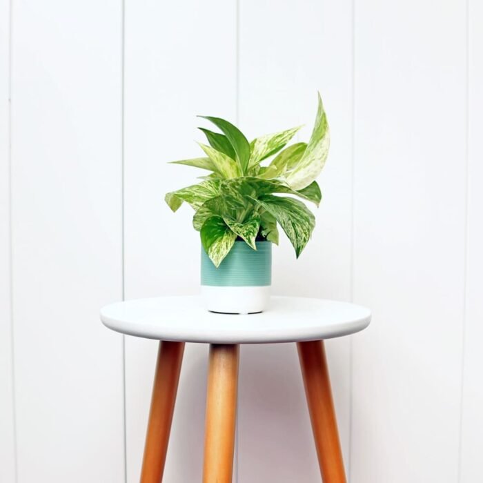 Marble Queen Pothos
