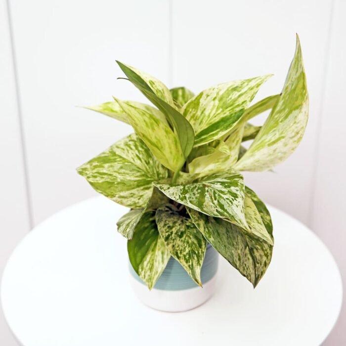Marble Queen Pothos