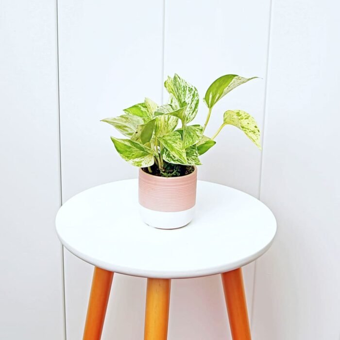 Marble Queen Pothos