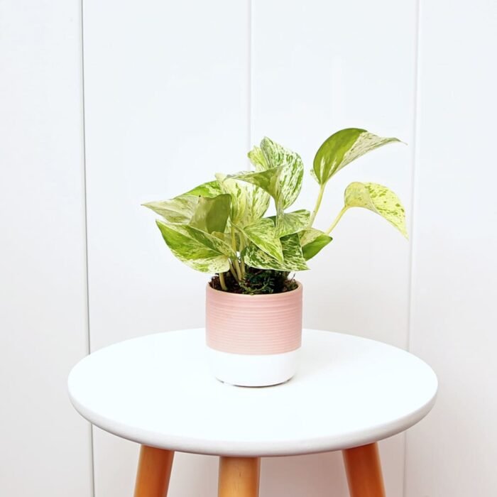 Marble Queen Pothos