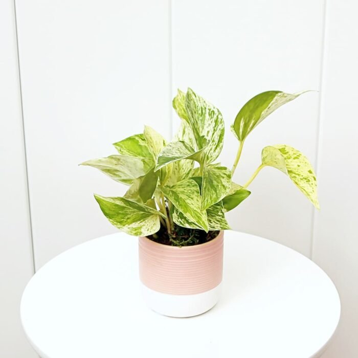Marble Queen Pothos