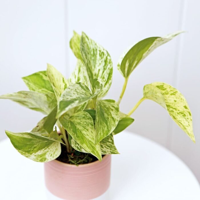 Marble Queen Pothos