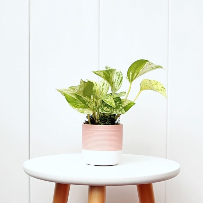 Marble Queen Pothos