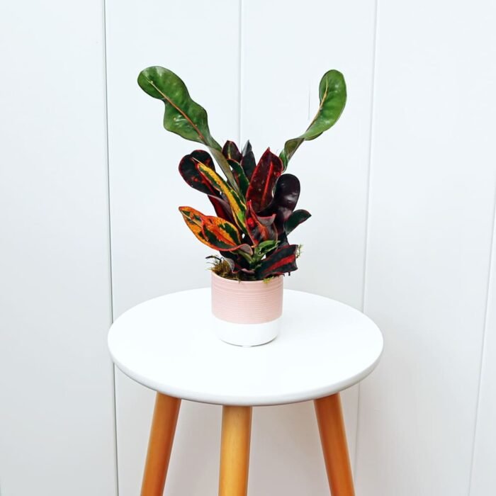 Croton Mammy