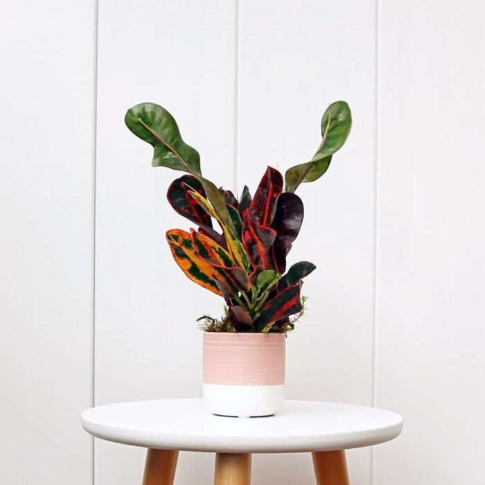Croton Mammy