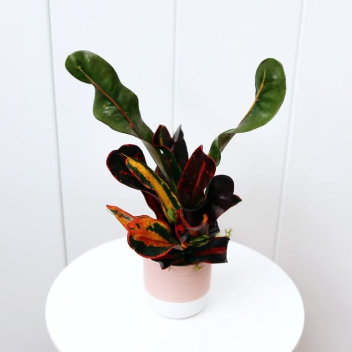 Croton Mammy