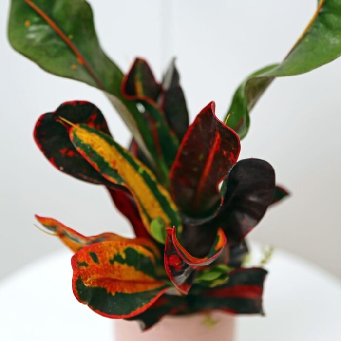 Croton Mammy