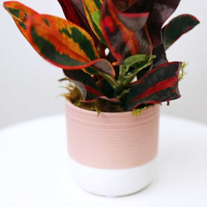 Croton Mammy