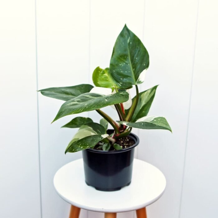 Philodendron White Princess