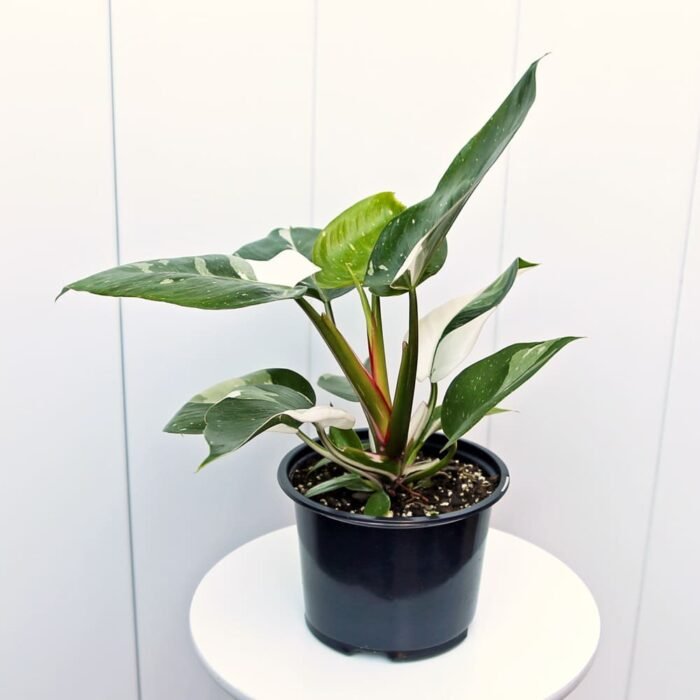 Philodendron White Princess