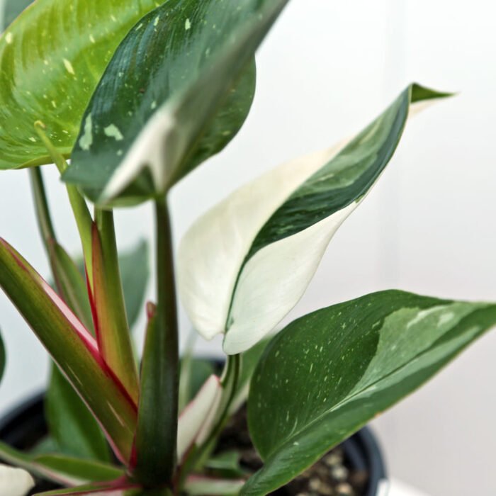 Philodendron White Princess