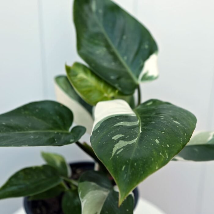 Philodendron White Princess