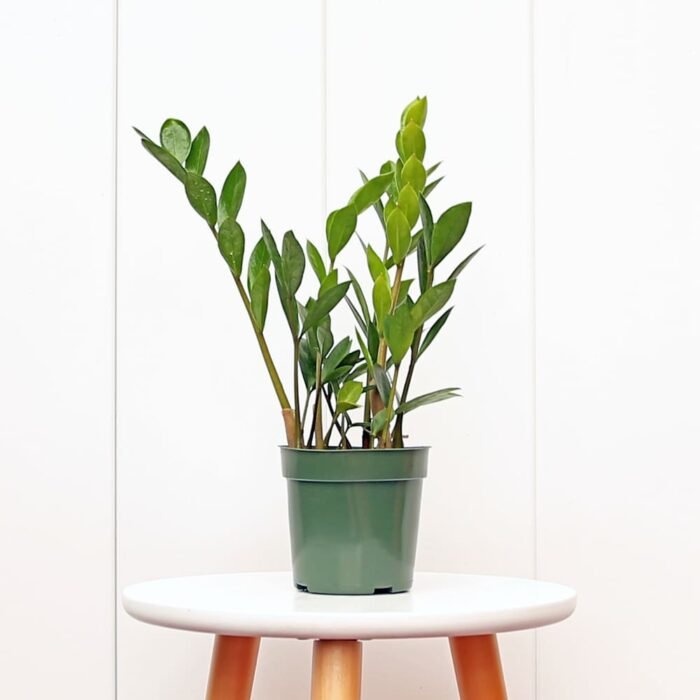 ZZ Plant