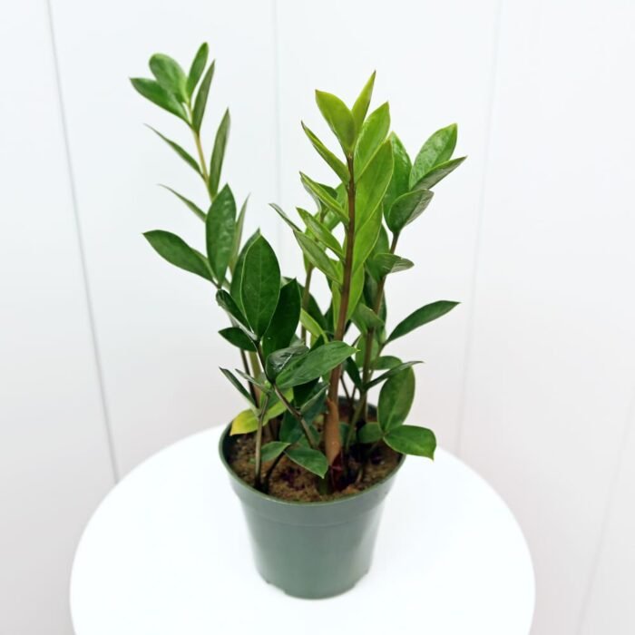 ZZ Plant