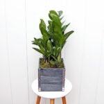 ZZ Plant