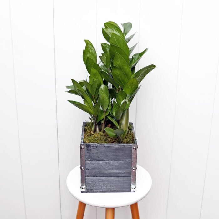 ZZ Plant