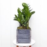 ZZ Plant