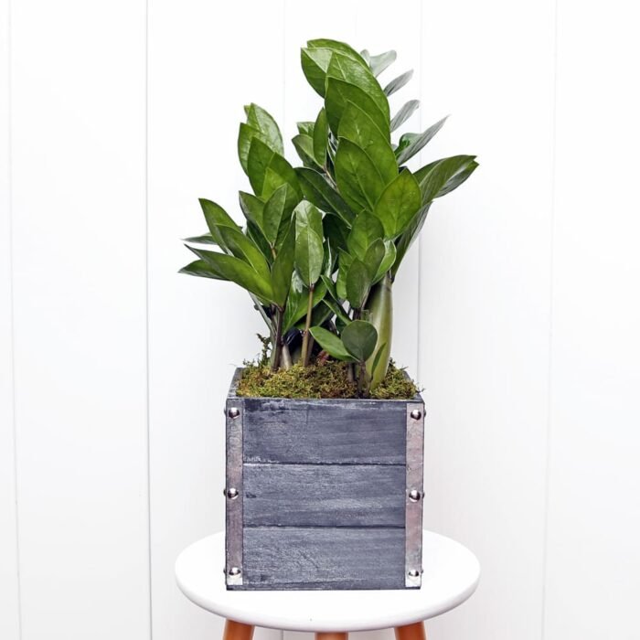 ZZ Plant