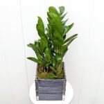 ZZ Plant