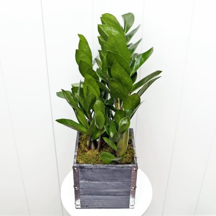ZZ Plant