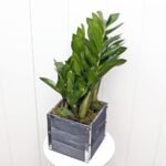 ZZ Plant