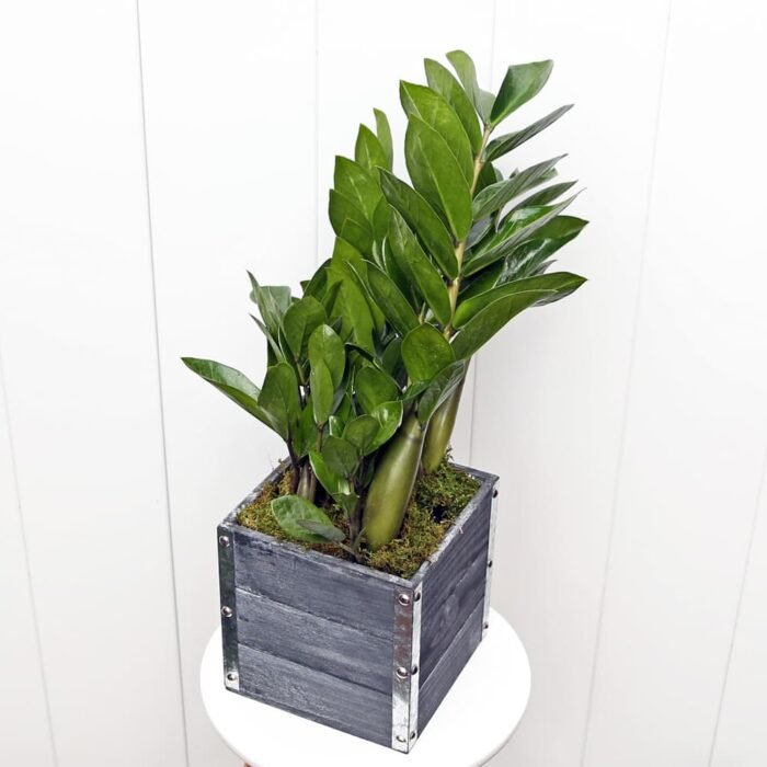 ZZ Plant