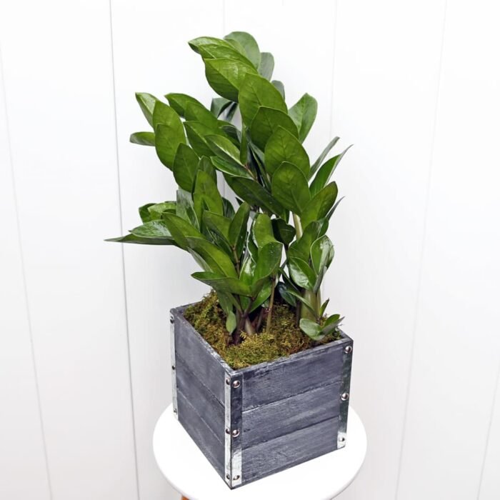 ZZ Plant