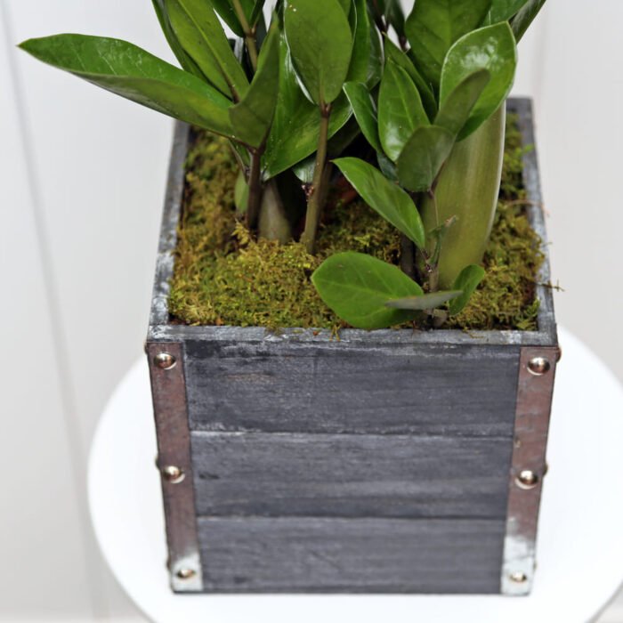 ZZ Plant