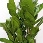 ZZ Plant