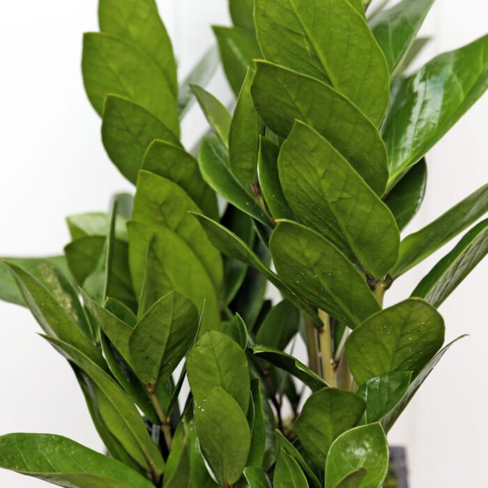 ZZ Plant