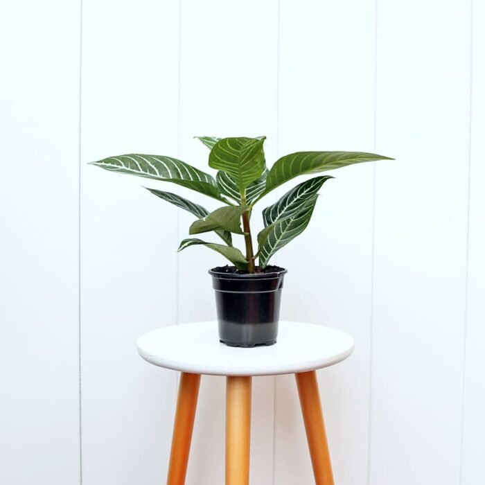 Aphelandra