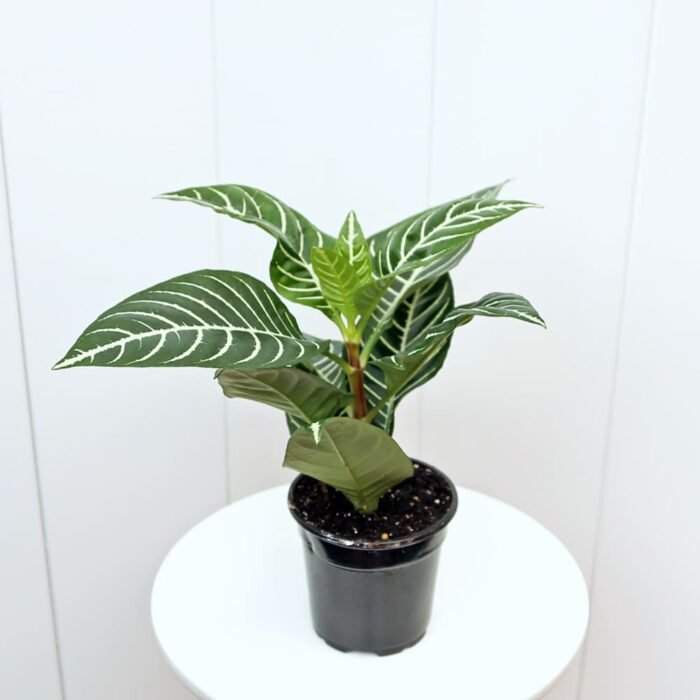 Aphelandra
