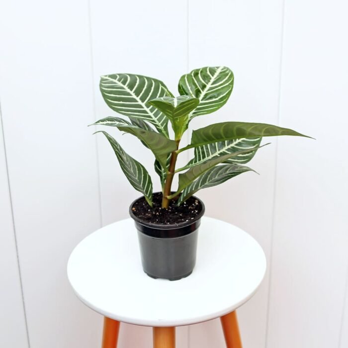 Aphelandra
