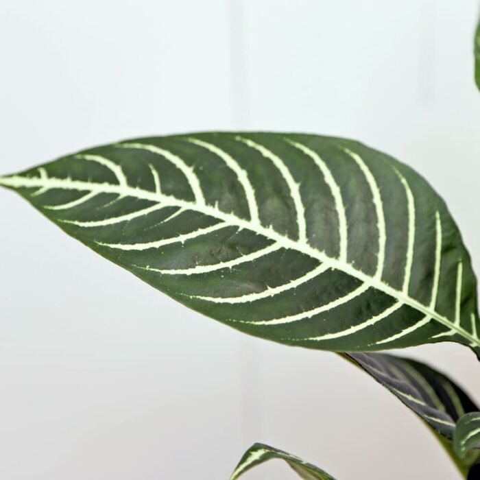 Aphelandra