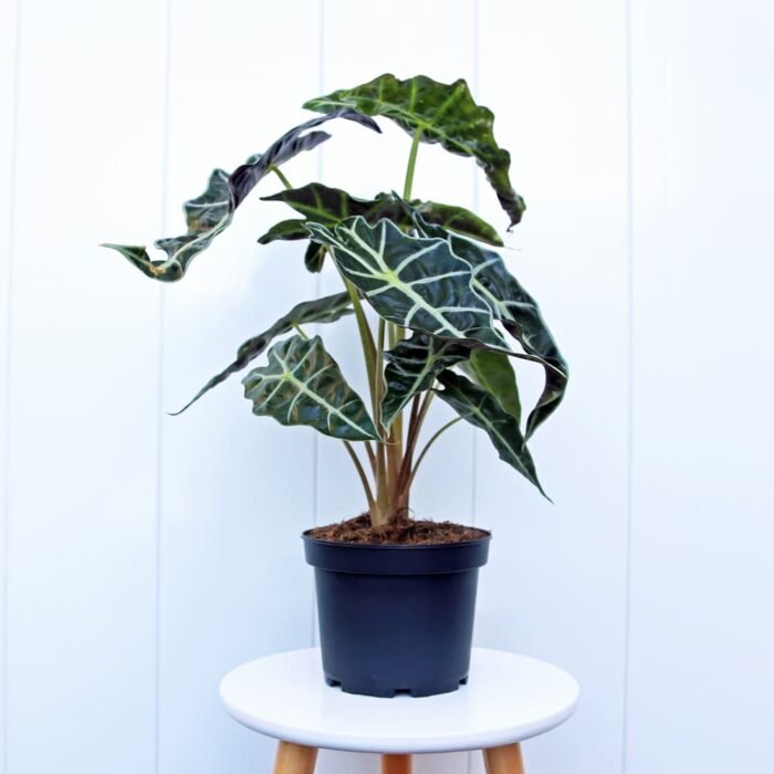 Alocasia Polly