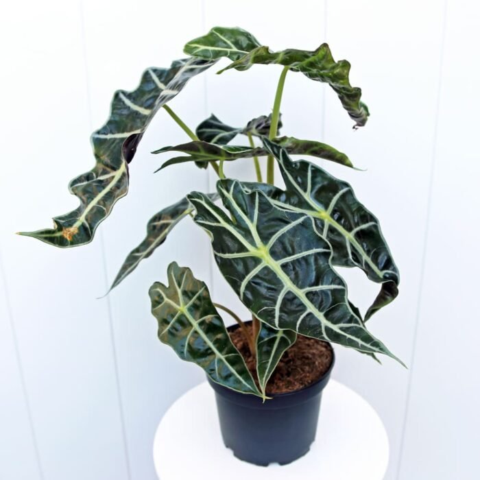 Alocasia Polly