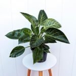 Philodendron Birkin