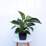 Philodendron Birkin