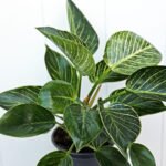 Philodendron Birkin