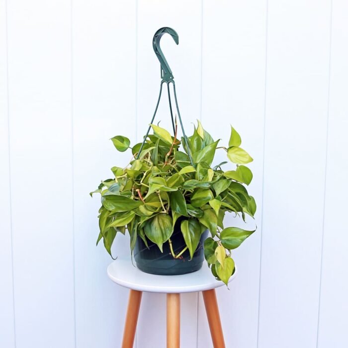 Brazilian Philodendron