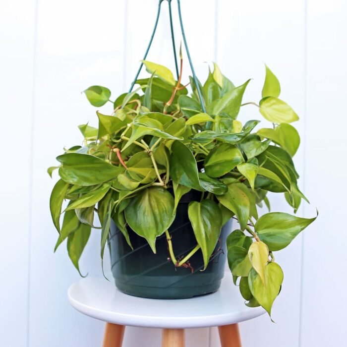Brazilian Philodendron