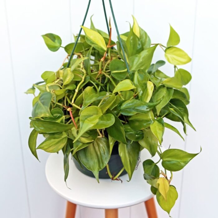 Brazilian Philodendron