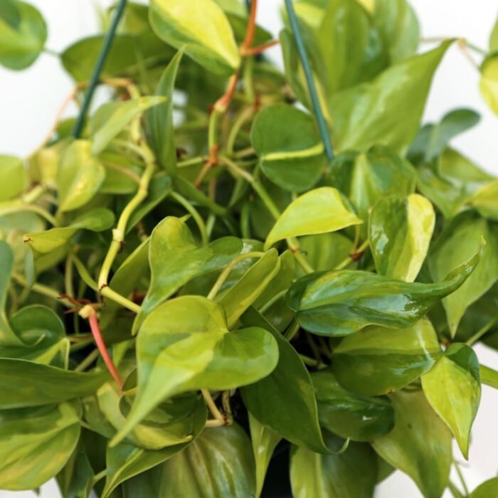 Brazilian Philodendron