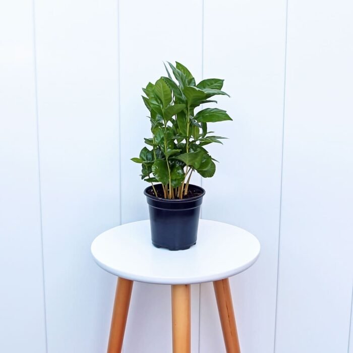 Coffee Plant