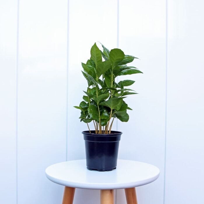 Coffee Plant