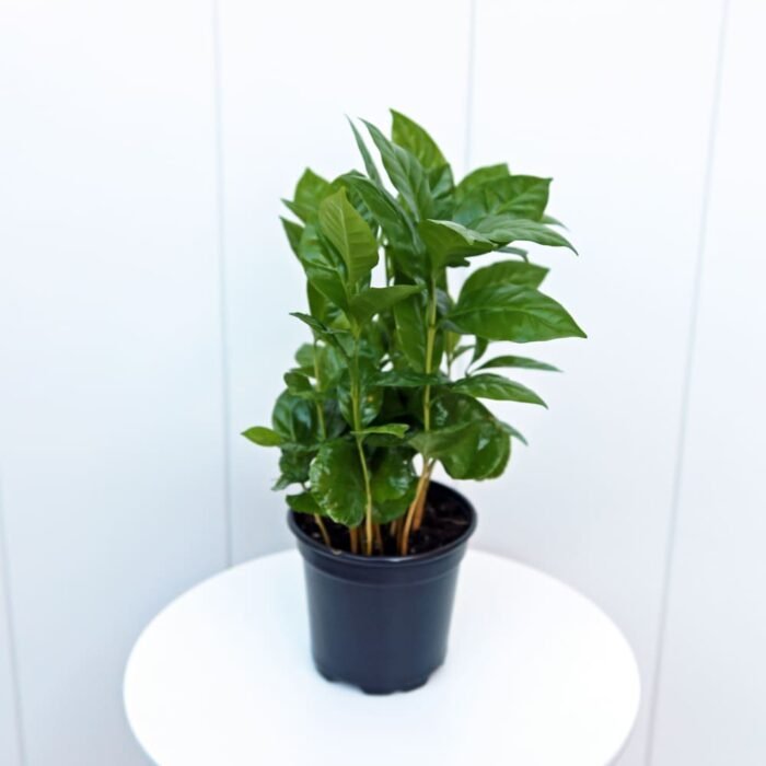Coffee Plant