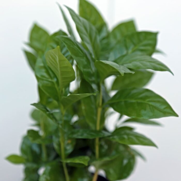 Coffee Plant